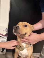 Found/Stray Male Dog last seen n kingsley dr and melrose, Los Angeles, CA 90029