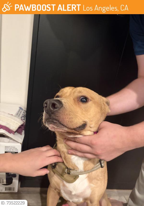 Found/Stray Male Dog last seen n kingsley dr and melrose, Los Angeles, CA 90029