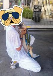 Reunited Male Dog last seen Pico/Alvarado, Los Angeles, CA 90006