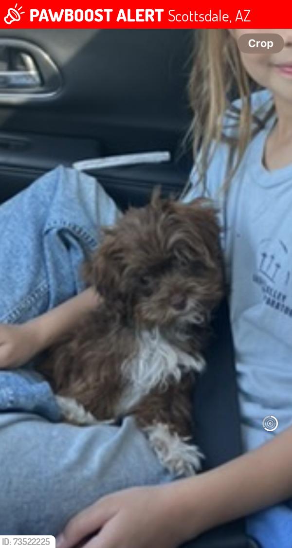 Lost Male Dog last seen Near e desert arroyos, Scottsdale az, Scottsdale, AZ 85255
