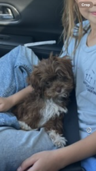 Lost Male Dog last seen Near e desert arroyos, Scottsdale az, Scottsdale, AZ 85255