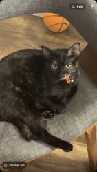 Lost Female Cat last seen Jarrah Court, Beechboro, WA 6063