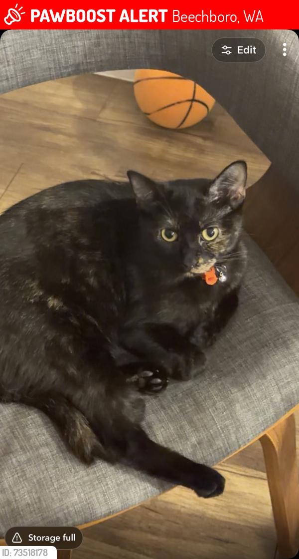 Lost Female Cat last seen Jarrah Court, Beechboro, WA 6063