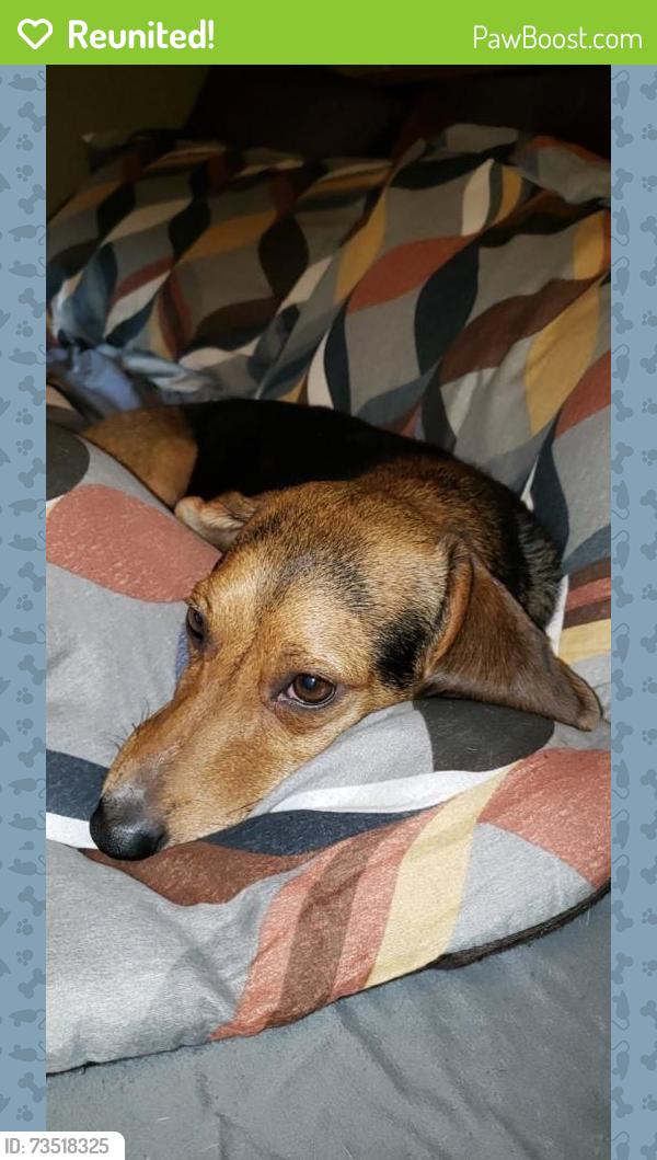 Reunited Female Dog last seen Goodwill, Charleston, WV 25302