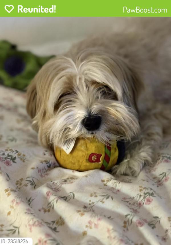 Reunited Male Dog last seen We live close to the Lowe’s on S Semoran, Orlando, FL 32812