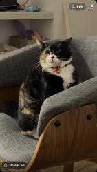 Lost Female Cat last seen Jarrah Court, Beechboro, Beechboro, WA 6063