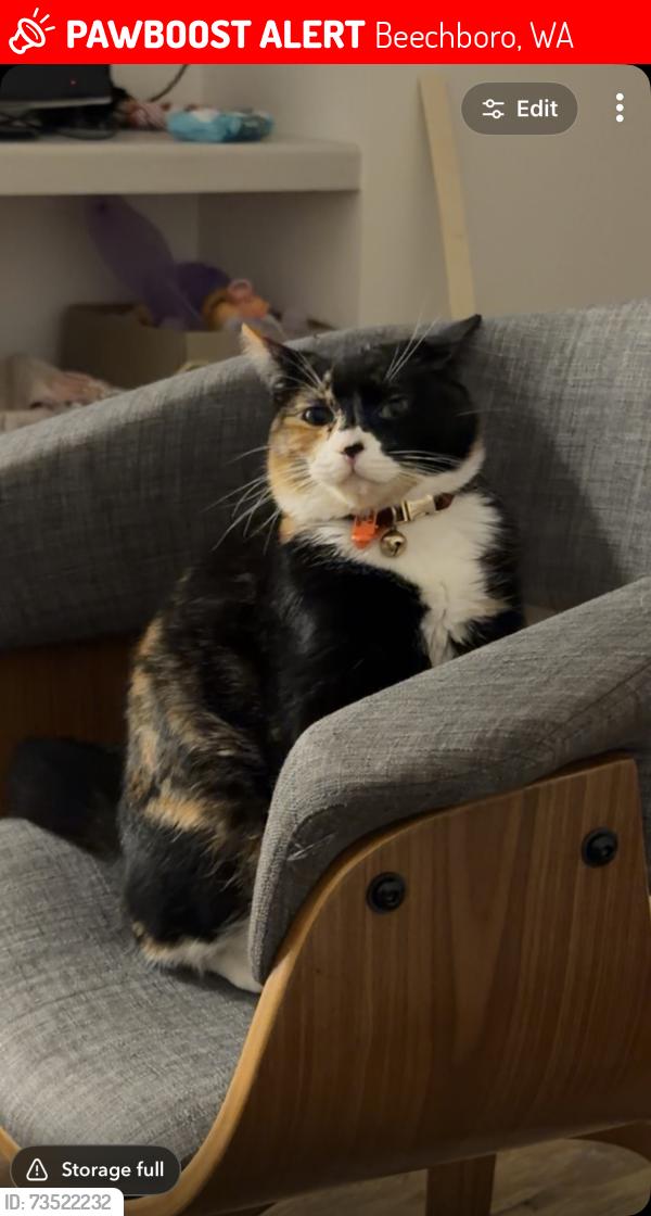 Lost Female Cat last seen Jarrah Court, Beechboro, Beechboro, WA 6063
