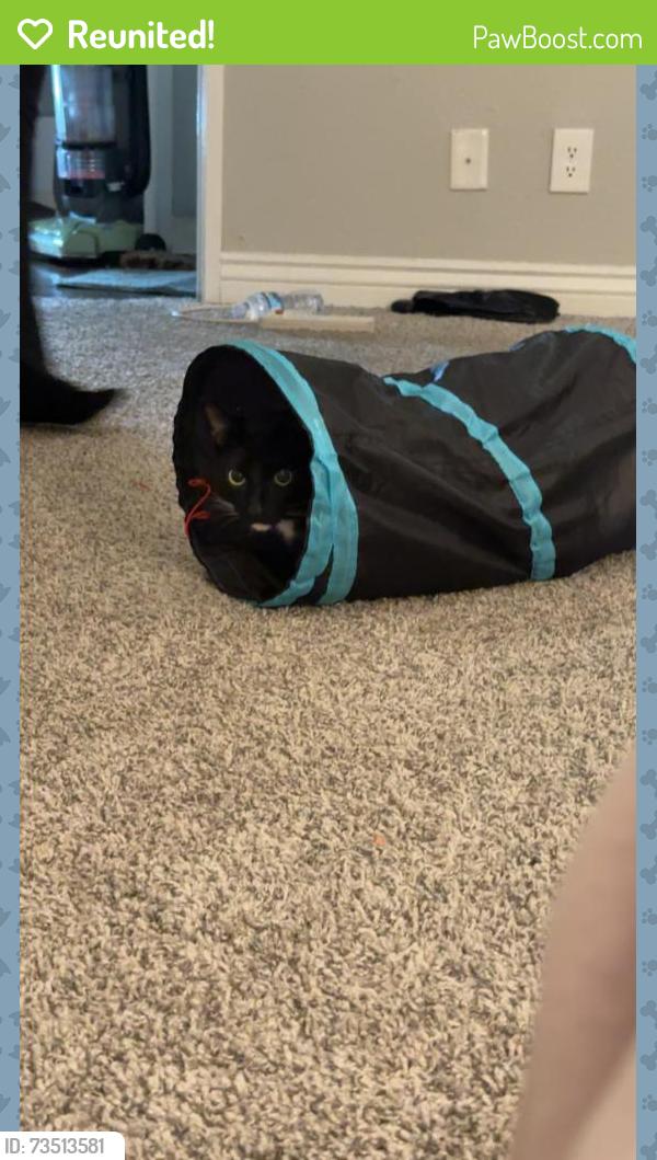 Reunited Male Cat last seen Kyrene rd and baseline rd, Tempe, AZ 85283