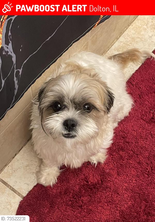 Lost Female Dog last seen dolton , Woodlawn, kimbark, Dolton, IL 60419