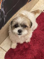 Lost Female Dog last seen dolton , Woodlawn, kimbark, Dolton, IL 60419