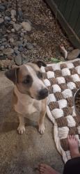 Reunited Male Dog last seen Eaton and parker, Tracy, CA 95376