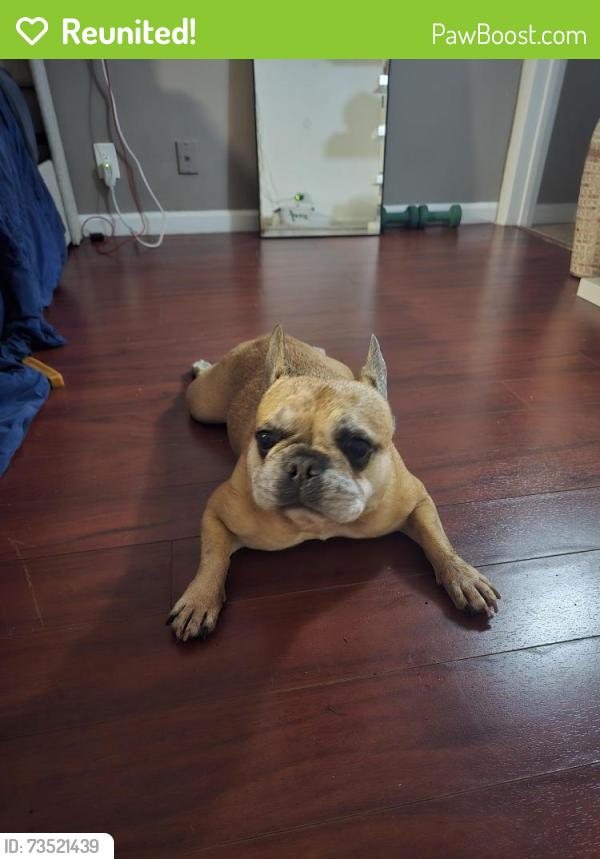 Reunited Male Dog last seen Near sw 4th ave, Fort Lauderdale, FL 33315