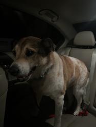 Found/Stray Male Dog last seen Tiffany Dr, San Antonio, TX 78230