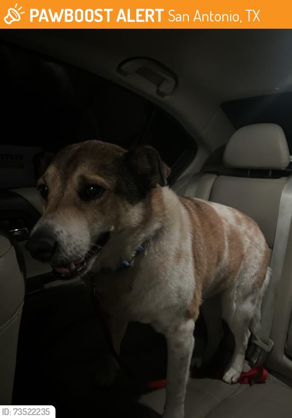Found/Stray Male Dog last seen Tiffany Dr, San Antonio, TX 78230