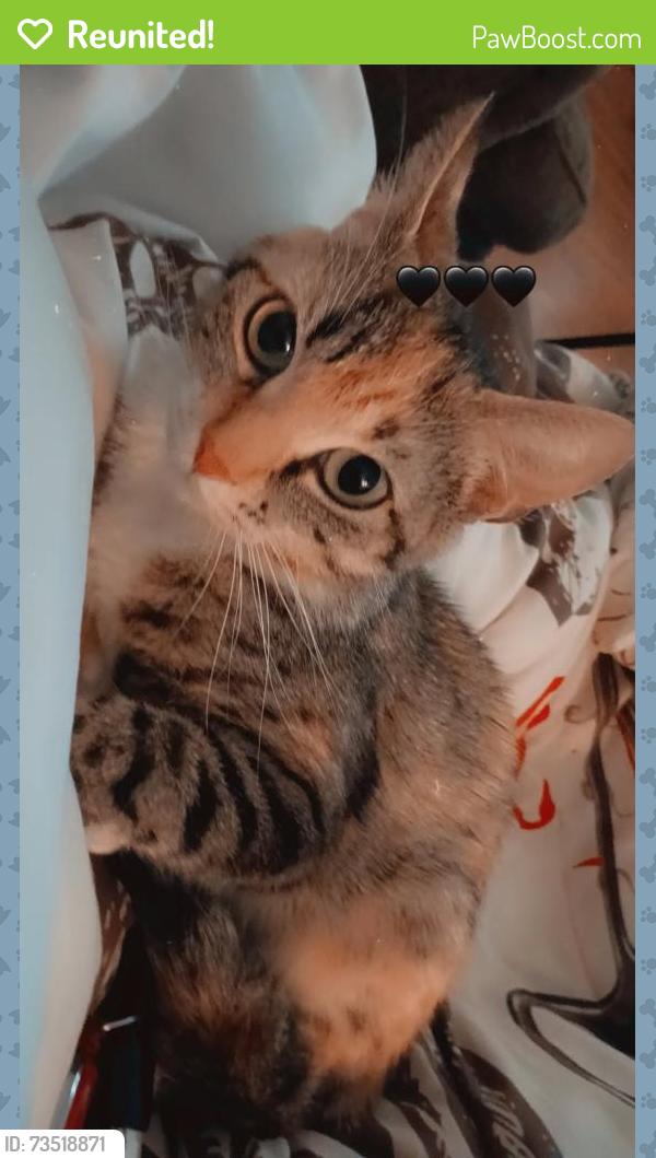 Reunited Female Cat last seen Rivermont and Library Street, Lynchburg, VA 24504