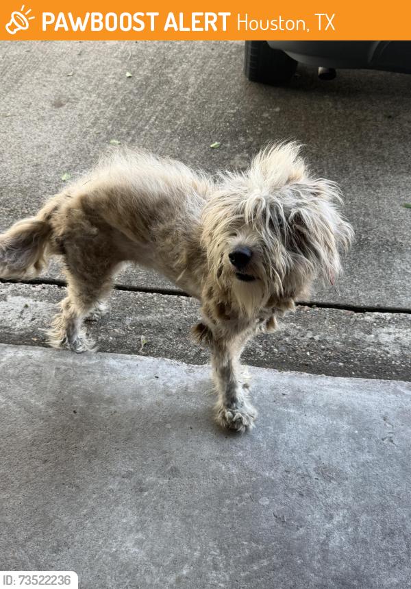 Found/Stray Unknown Dog last seen Teton and Coffee St, Houston, TX 77033