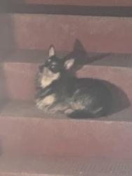 Found/Stray Unknown Dog last seen Ivy and Carroll, Oakland, CA 94606