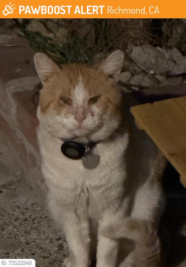 Found/Stray Unknown Cat last seen Ohio, Richmond, CA 94804