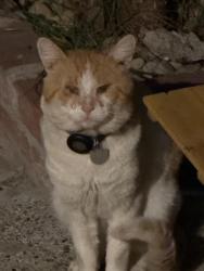 Found/Stray Unknown Cat last seen Ohio, Richmond, CA 94804