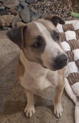 Reunited Male Dog last seen Eaton ave and parker ave, Tracy, CA 95376