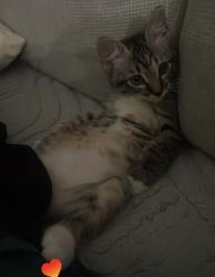 Lost Female Cat last seen N platinum dr, San Tan Valley, AZ 85143