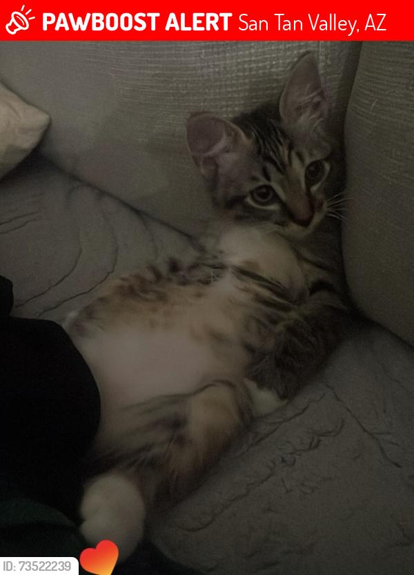 Lost Female Cat last seen N platinum dr, San Tan Valley, AZ 85143