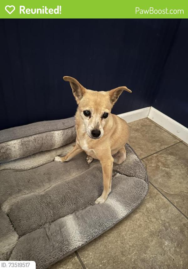Reunited Female Dog last seen Valmeyer Dr, Concord, MO 63128