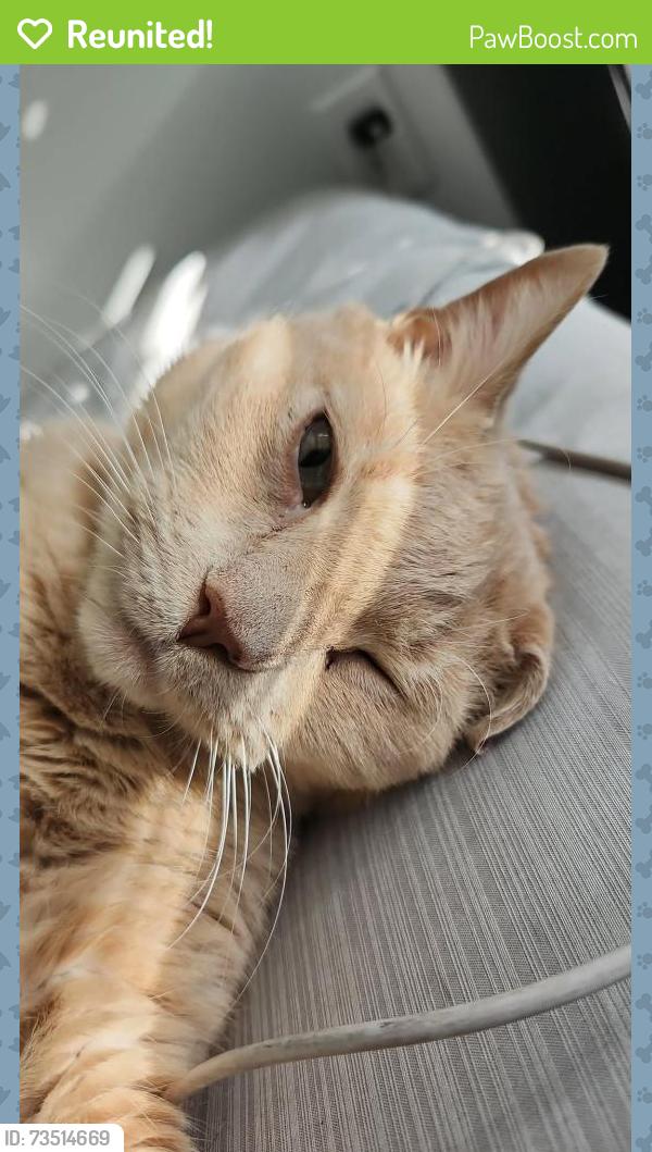 Reunited Male Cat last seen Near promenade Square dr, Orlando, FL 32837