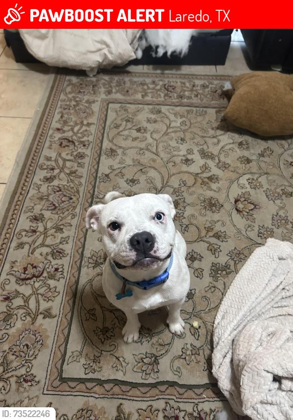 Lost Male Dog last seen Near la Terraza way, Laredo, TX 78046