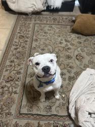 Lost Male Dog last seen Near la Terraza way, Laredo, TX 78046