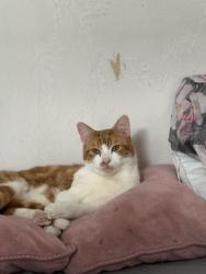 Reunited Male Cat last seen Belgrave rd, Leicester, England 