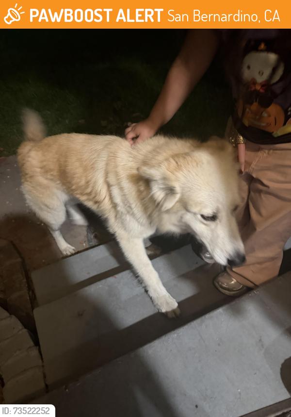 Found/Stray Unknown Dog last seen San Gabriel Street, San Bernardino, Ca, Usa, San Bernardino, CA 92415