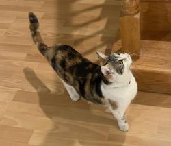 Reunited Unknown Cat last seen Southview Dr and Southgate Ct, San Jose, CA 95138