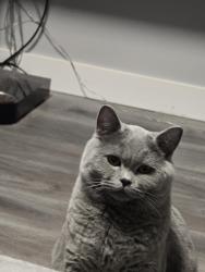 Reunited Male Cat last seen 118ave and 34 street, Edmonton, AB T5W 5J8