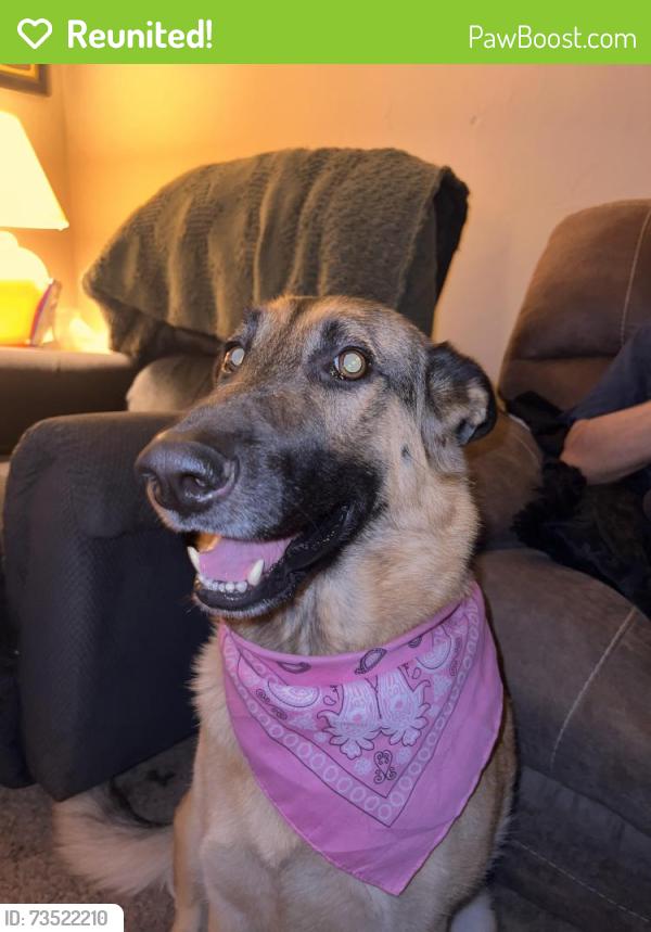 Reunited Female Dog last seen 22nd and 4th ave, Brooklyn, NY 11232