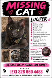 Lost Male Cat last seen Art space charter School in Swannanoa, Buncombe County, NC 28778