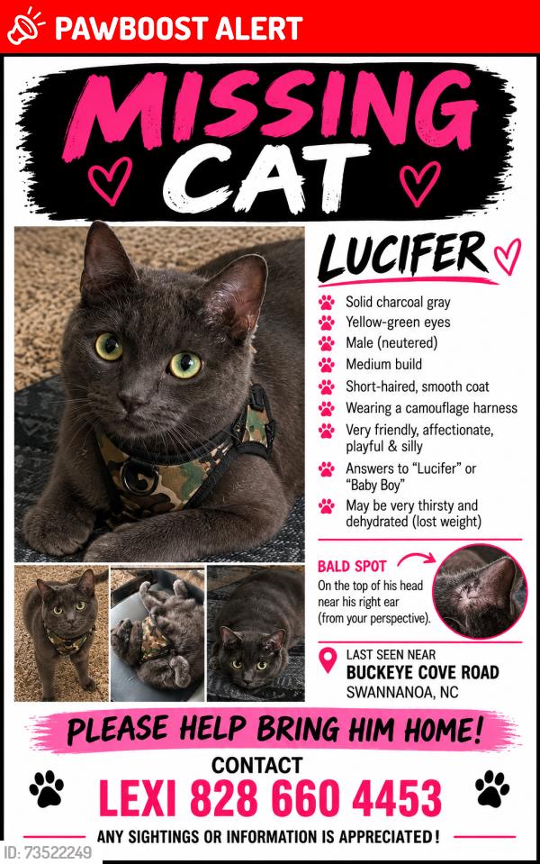Lost Male Cat last seen Art space charter School in Swannanoa, Buncombe County, NC 28778
