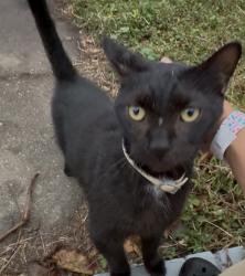 Found/Stray Female Cat last seen Mercury blvd, Hampton, VA 23669