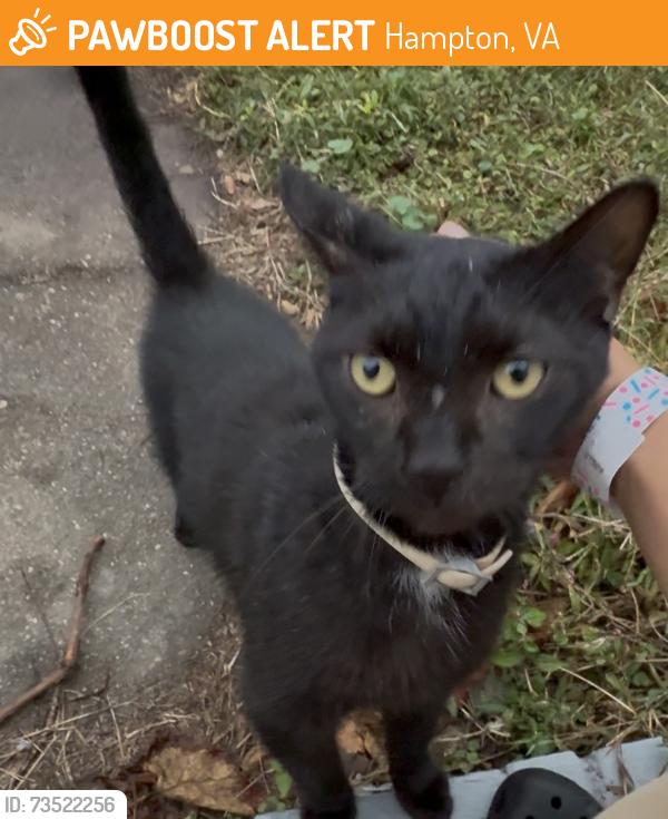 Found/Stray Female Cat last seen Mercury blvd, Hampton, VA 23669