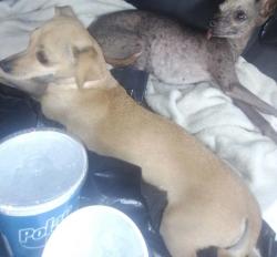 Lost Female Dog last seen Froesco apmts, Moreno Valley, CA 92553