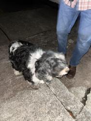 Found/Stray Male Dog last seen Church Street & North 8th Avenue, Kelso, WA 98626