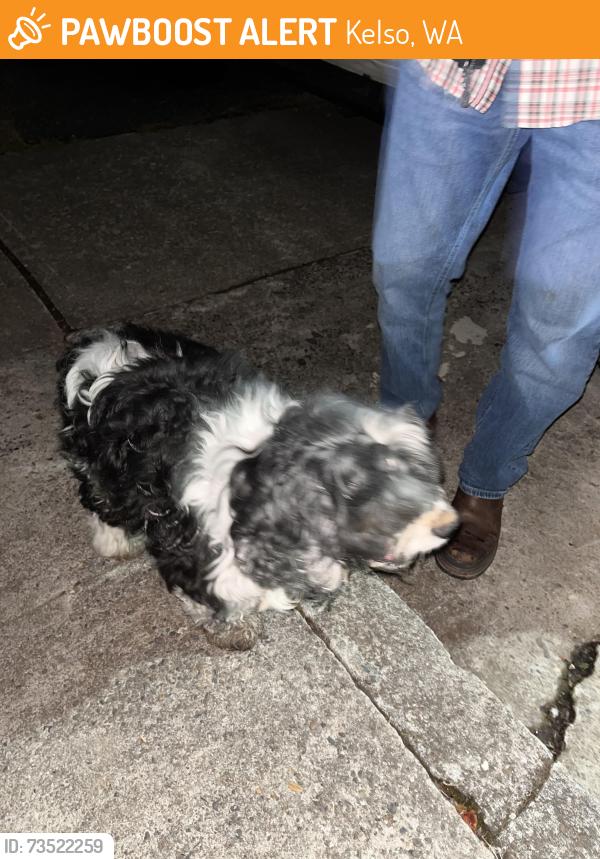 Found/Stray Male Dog last seen Church Street & North 8th Avenue, Kelso, WA 98626