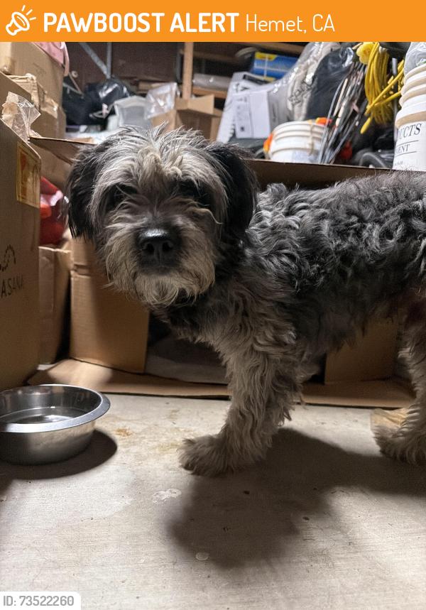 Found/Stray Male Dog last seen Hwy 74 / 79, Hemet, CA 92545