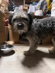 Found/Stray Male Dog last seen Hwy 74 / 79, Hemet, CA 92545