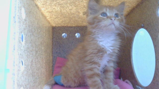 Shelter Stray Male Cat last seen , 11258 Garfield Ave, Downey, CA 90242, USA