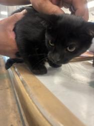Shelter Stray Female Cat last seen , 14409 Vanowen St, Van Nuys, CA 91405, USA