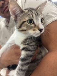 Shelter Stray Male Cat last seen , 14409 Vanowen St, Van Nuys, CA 91405, USA
