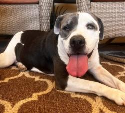 Shelter Stray Female Dog last seen Near HOUGHTON RD, BAKERSFIELD CA 93313, 3951 Fruitvale Ave, Bakersfield, CA 93308, USA