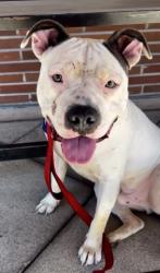 Shelter Stray Male Dog last seen Near BLOCK WOODROW AVE, BAKERSFIELD CA 93308, 3951 Fruitvale Ave, Bakersfield, CA 93308, USA