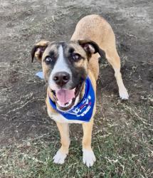 Shelter Stray Female Dog last seen Near BLOCK WILSON AVE, BAKERSFIELD CA 93308, 3951 Fruitvale Ave, Bakersfield, CA 93308, USA